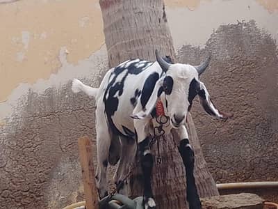 Bakra for Sale