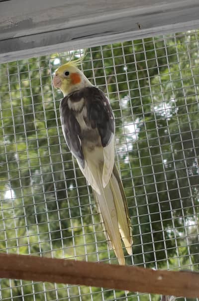 2 cocktail males (sale or exchange)