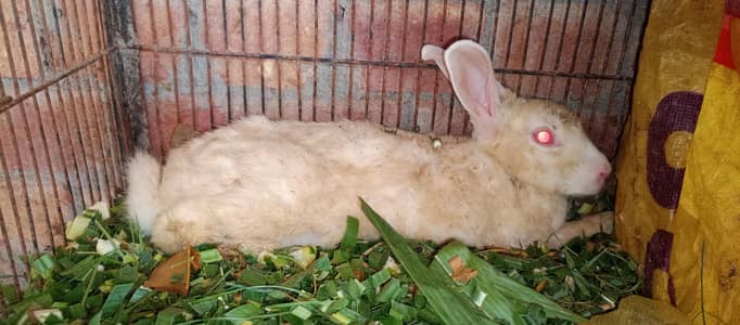 rabbit for sale