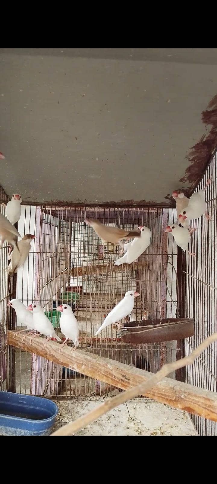 Finch java 4