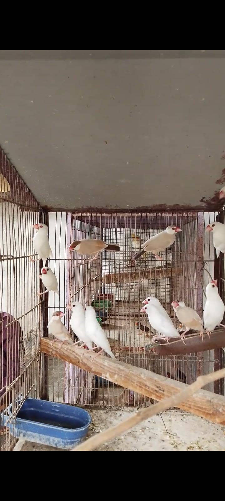 Finch java 5