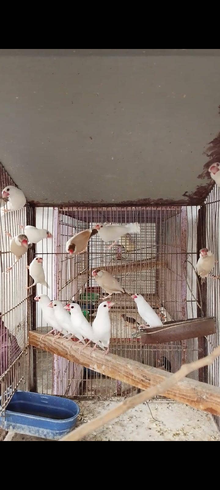 Finch java 6