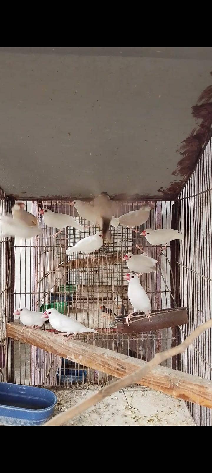 Finch java 7