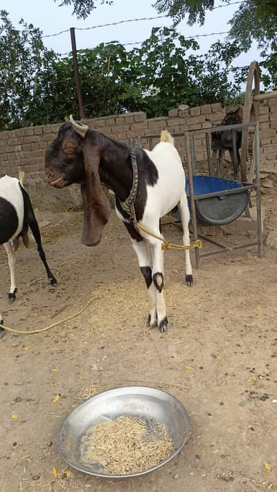 bakra