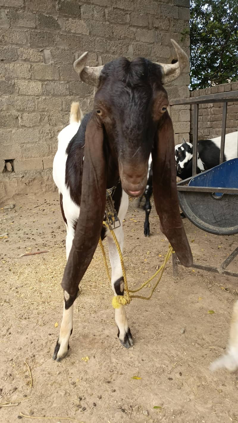 bakra 1