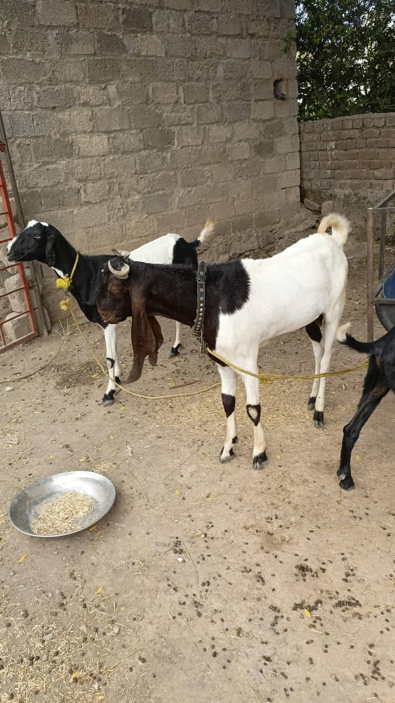 bakra 2