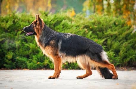 German shaped Price 200000