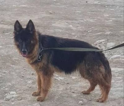 German Shepherd female long coat vaccine ok black mass