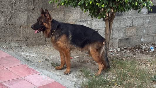 German shepherd male