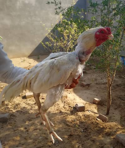Heera Murgha For sale