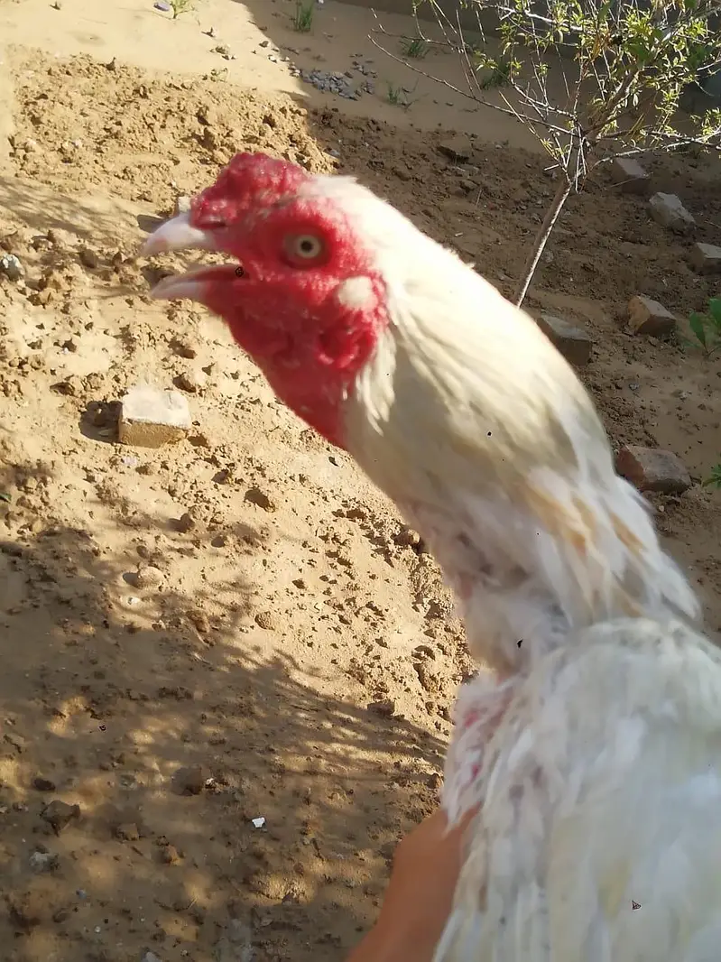 Heera Murgha For sale — photo 2