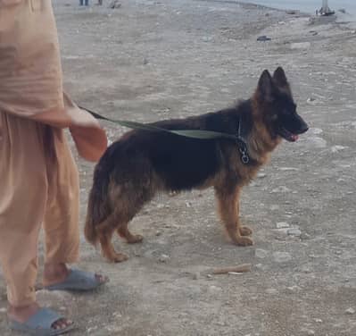 German Shepherd female long cock for sale