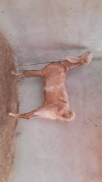 Rajanpuri Cross Bakri