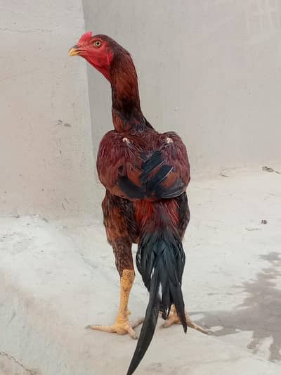 seal murga for sale number 9 mahine