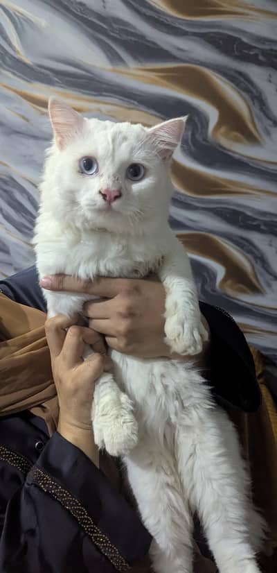 Persian cat male age 2 years