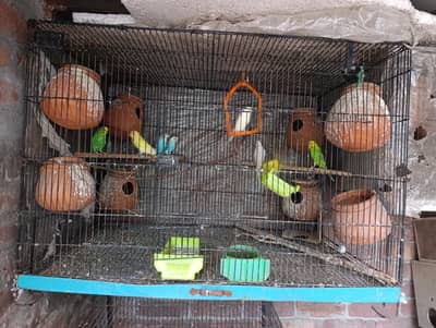 budgies parrot sale