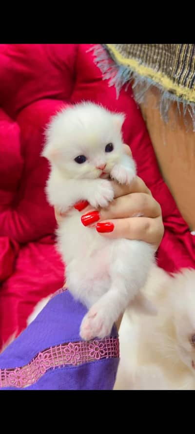 Persian kittens punch face Blue eyes      Each price 15000
