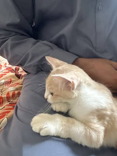 pinky cat