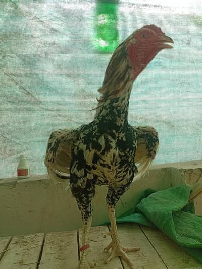 Aseel murgye aseeli murgiya breeder desi murgiyan ando wali kabootar