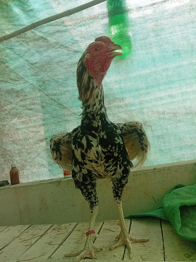Aseel murgye aseeli murgiya breeder desi murgiyan ando wali kabootar — photo 2