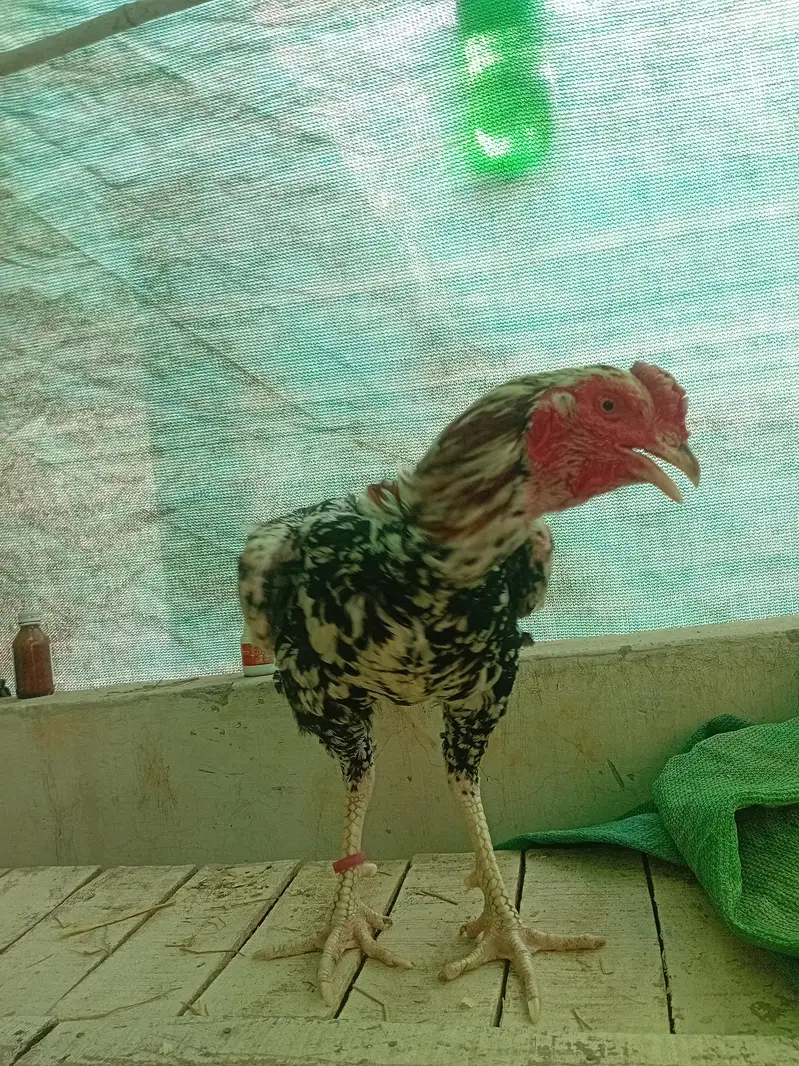 Aseel murgye aseeli murgiya breeder desi murgiyan ando wali kabootar — photo 3