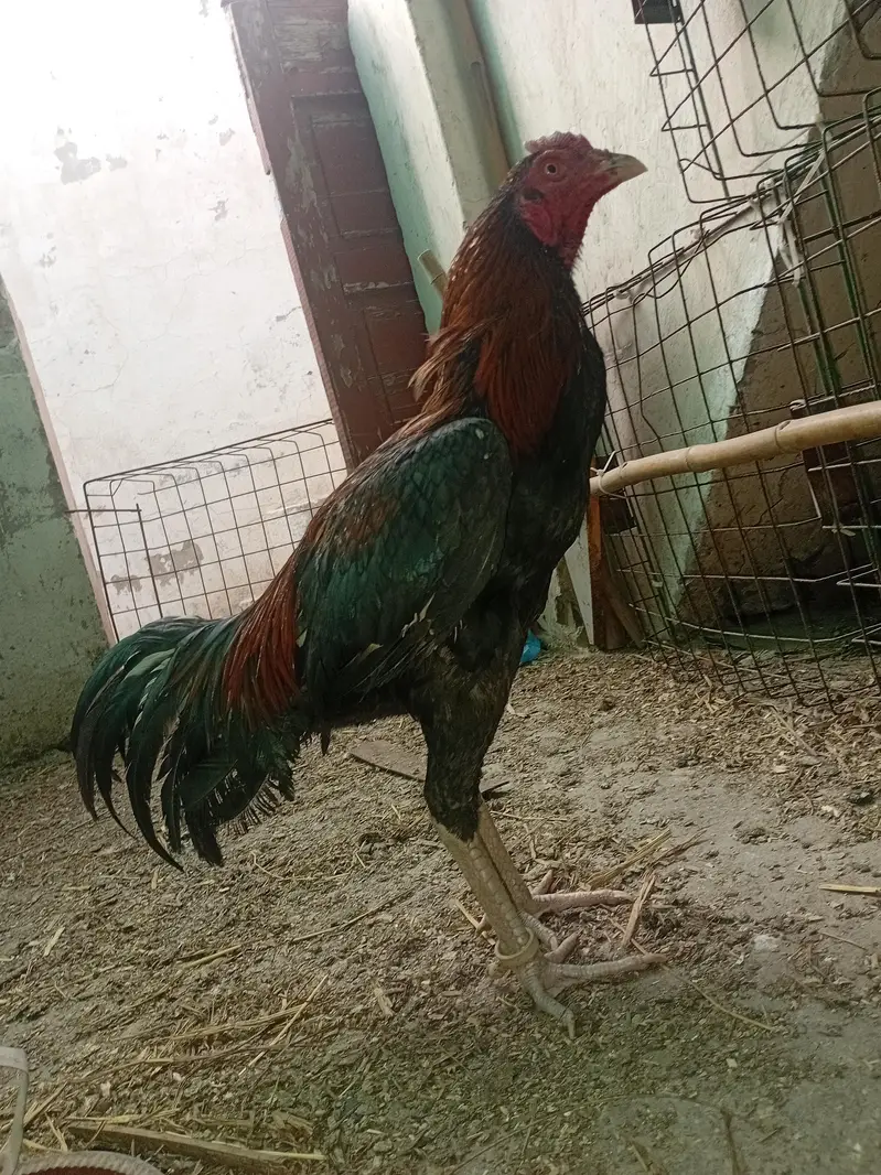Aseel murgye aseeli murgiya breeder desi murgiyan ando wali kabootar — photo 4