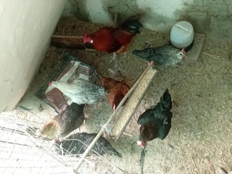 Aseel murgye aseeli murgiya breeder desi murgiyan ando wali kabootar — photo 5