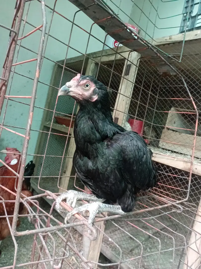 Aseel murgye aseeli murgiya breeder desi murgiyan ando wali kabootar — photo 6