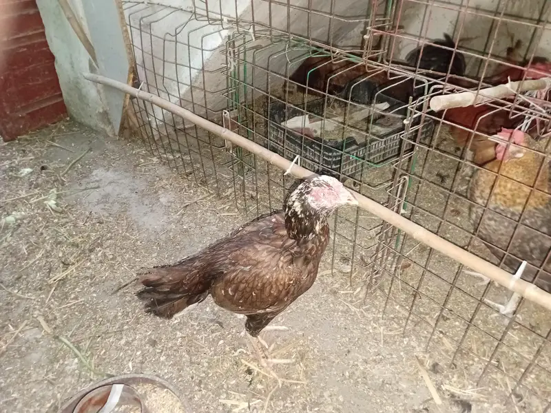 Aseel murgye aseeli murgiya breeder desi murgiyan ando wali kabootar — photo 7