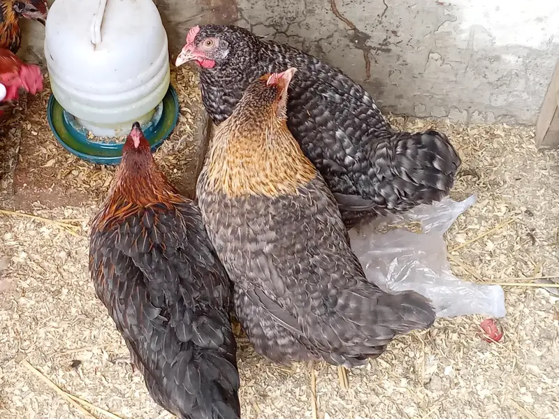 Aseel murgye aseeli murgiya breeder desi murgiyan ando wali kabootar — photo 8