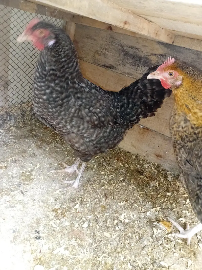 Aseel murgye aseeli murgiya breeder desi murgiyan ando wali kabootar — photo 9