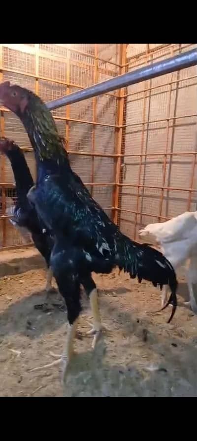 Shamoo Aseel Top Quality Male and 2 Female Exchange With Honda
