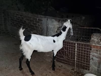 pure betal bakri