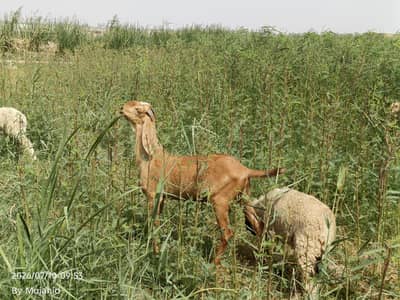 Desi bakra