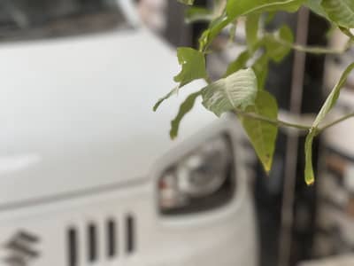 Suzuki Alto 2021