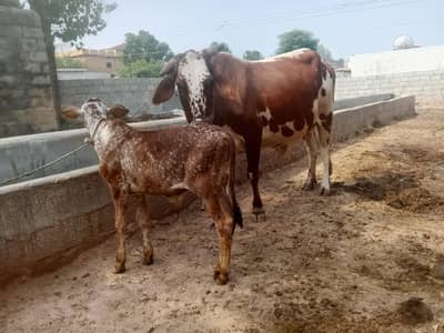 cholistani cross sahiwal cow
