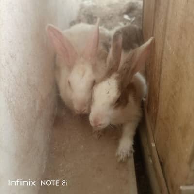 rabbits for urgent sale.
