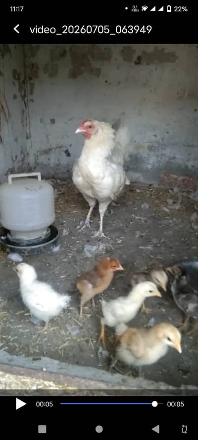Aseel chick plus desi hen 3 Aseel chick 1 fancy 3 desi chicks