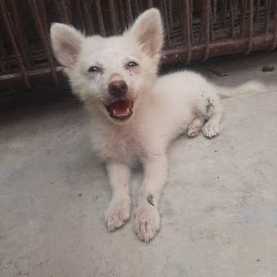 russin pupy feemle age 2 month full ective