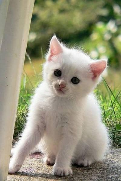 Healthy , playful persian double coat kitten