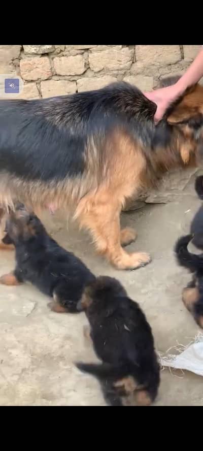 German Shepherd baby for sale male or female my WhatsApp 0302=6941=814