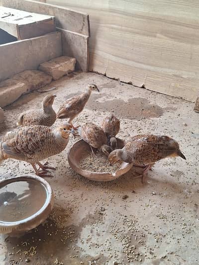 dakhni breeder pair, female and chicks for sale