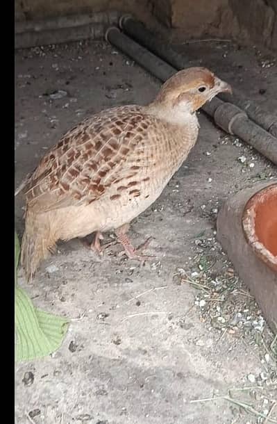 male titar homebreed