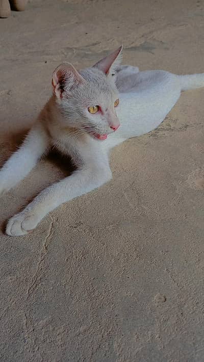 cat for sale