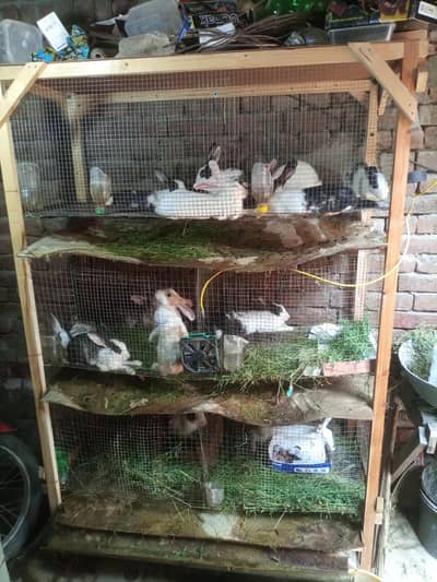 Rabbit Setup - 3 Story Self Cleaning Pinjra Aur 3 Badhy Khargosh