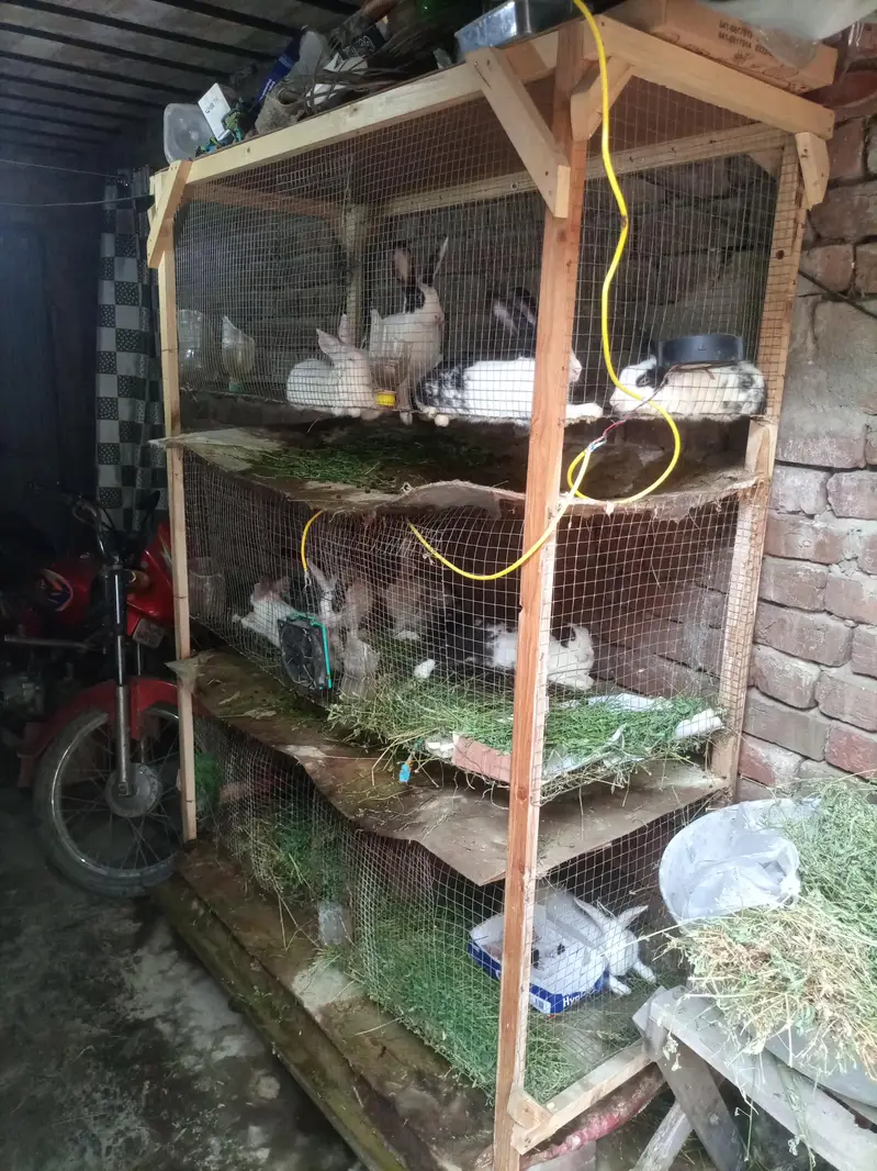 Rabbit Setup - 3 Story Self Cleaning Pinjra Aur 3 Badhy Khargosh — photo 3