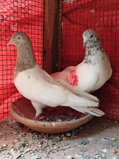 Pigeon Pairs