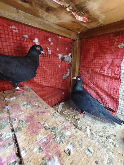 Pigeon Pairs
