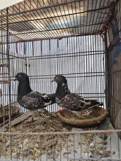 Pigeon Pairs