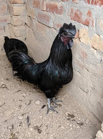 Ayam cemani for sale healthy and active
